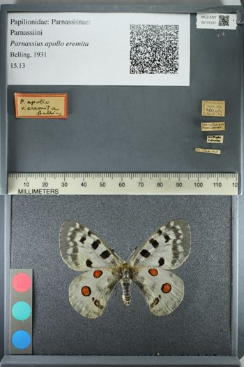 Media type: image;   Entomology 175191